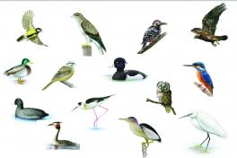 Ilustracije ptic